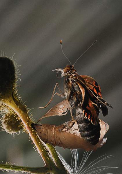 Chris Brooks - The Emerging Painted Lady.jpg